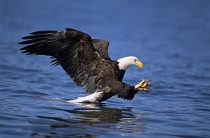 eagle fishing